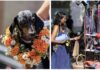 Chelsea Dog Day Returns