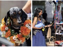 Chelsea Dog Day Returns