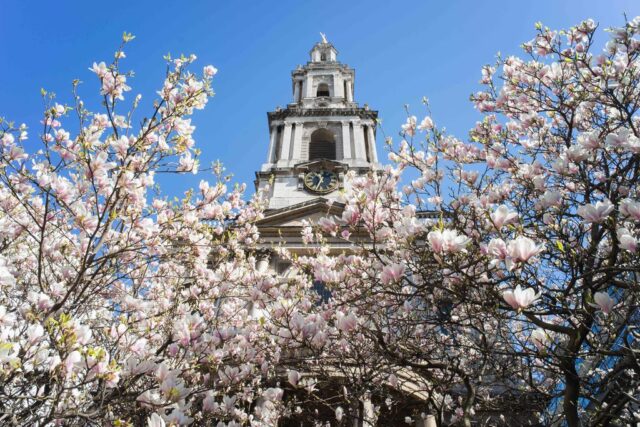 Magnolias in bloom at St Mary Le Strand