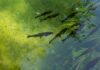 The Thames Is No Longer Biologically Dead
