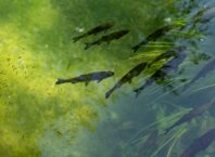 The Thames Is No Longer Biologically Dead