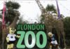 NFL Returns Jaguars and Eagles to London Zoo Ahead of 2026 London Games
