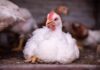 Slower grown chickens and ‘simple swaps’ could tackle campylobacter in London