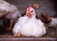 Slower grown chickens and ‘simple swaps’ could tackle campylobacter in London